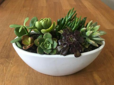Succulents in porcelain bowl - great gift idea