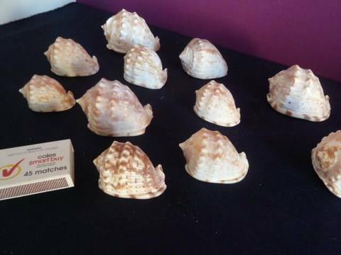 Seashells for fish tank or decorative accessories
