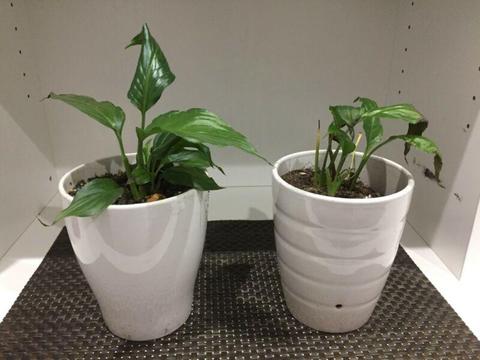 Indoor plants- lilies