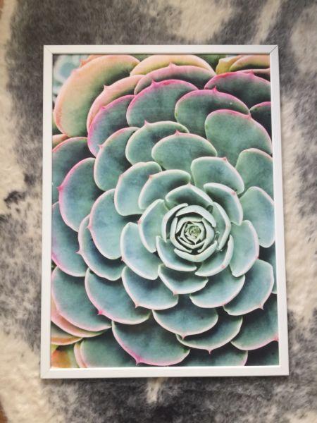 Succulent picture with frame