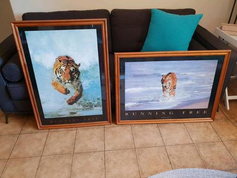 Large timber framed Bengal Tiger pictures