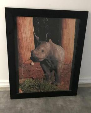 Rhinoceros Baby Framed Print, Black Wood Frame