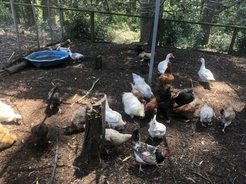 Laying hens, and guinea fowl for sale