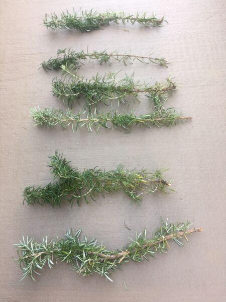 Rosemary cutting only