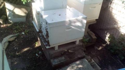 Bee Hive & BEEs = FULLY FUNCTIONING FOR SALE