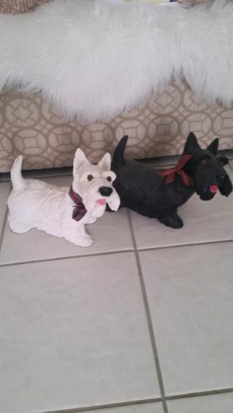 Scottish Terriers looking for a home