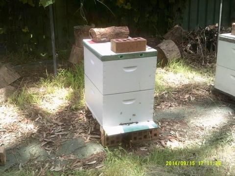 honey bees and hives for sale newcastle region