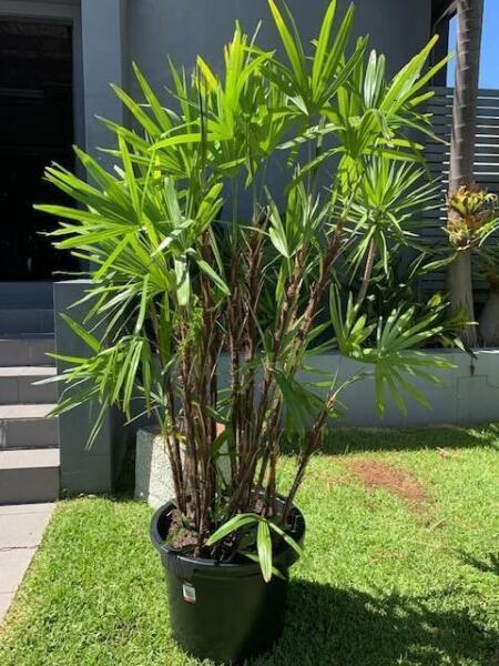 Raphis Palm Tree - pick up Manly
