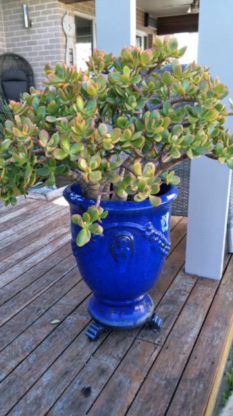 Pot with succulent plant