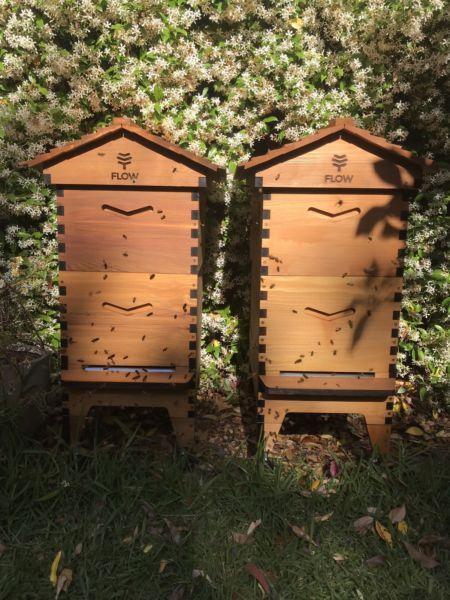 Flow Hive 2 with Calm bees;) perfect family present! !