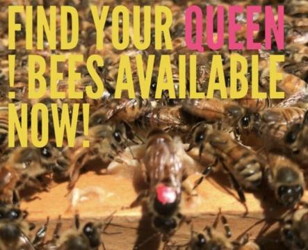 V. LAST GENTLE BEE hives Queen marked for you hive now!