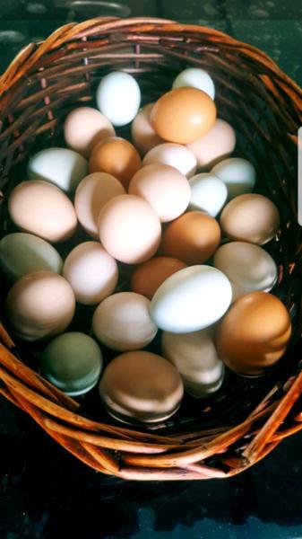 Fresh organic free range eggs