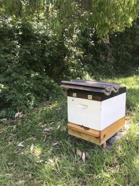 Bee hive -northern beaches, local beekeeper