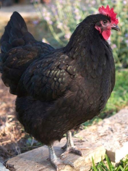 Roosters for sale Australorp
