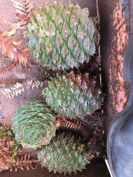 Bunya Pine Nuts (Huge Cones)