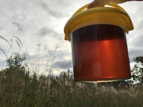 Honey : Raw, Cold extracted Local bush honey