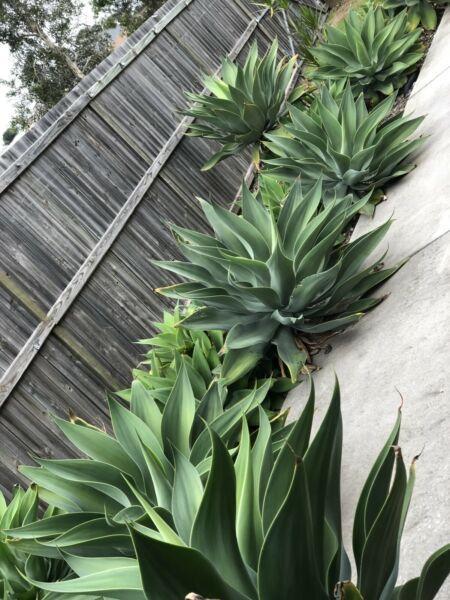 Agaves trees