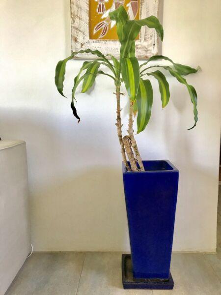 Cobalt Blue terra-cotta vase with cornstalk Dracena (iron tree)