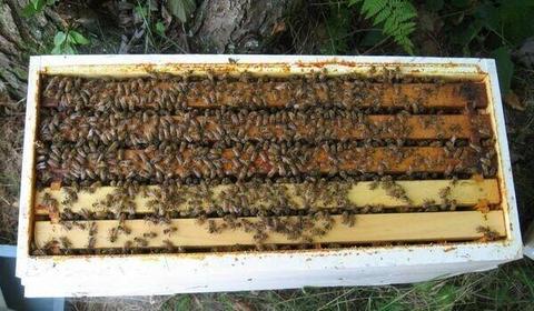 Sorry Sold .... Honey bee Nuc for sale... sold