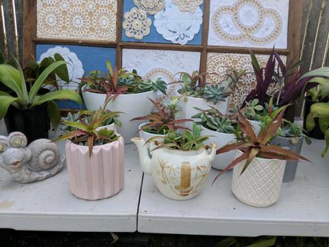 Besutiful Succulent potted gardens yuccas , Bromeliad & lots more