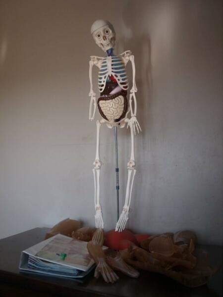 National Geographic's collection, How Your Body Works Skelton