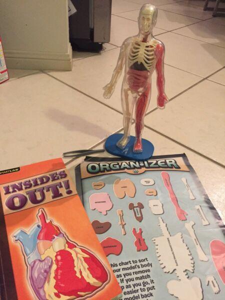 Inside Out - human body showing skeleton, muscles and organs