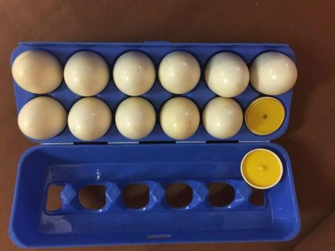 One dozen eggs- count and fit them